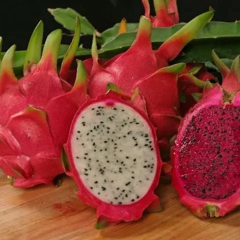 thumbnail for publication: Cultivando pitaya (fruta del dragón) en el patio de su hogar en Florida